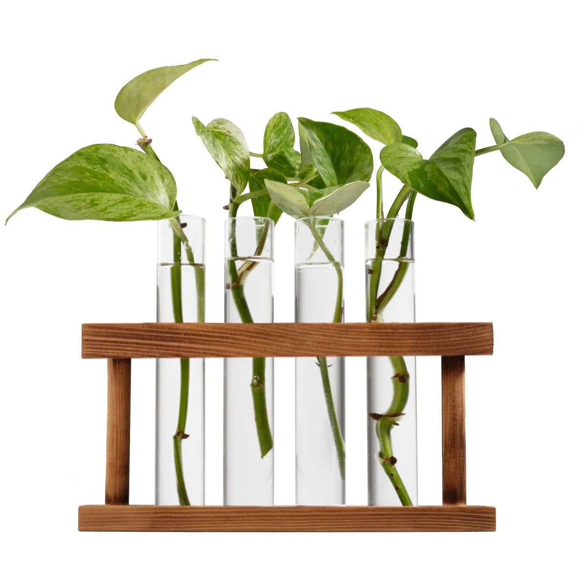 D'Eco Set 4 Glass Plant Propagation Tubes Wooden Display Hydroponics Grow Station