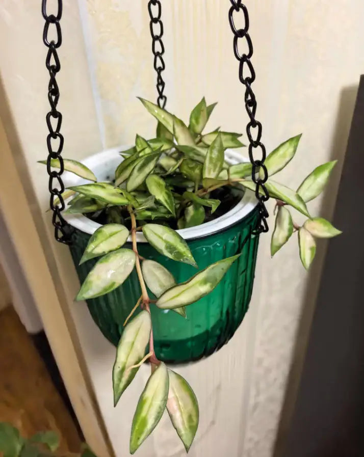 Resin Self Watering Hanging Planters Indoor/Outdoor Flower Pots Hooks Drainage Holes 3.5L