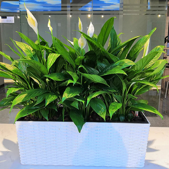 Large Home & Indoor/Outdoor Plastic Planters Pots Self Watering Lightweight Square Shape