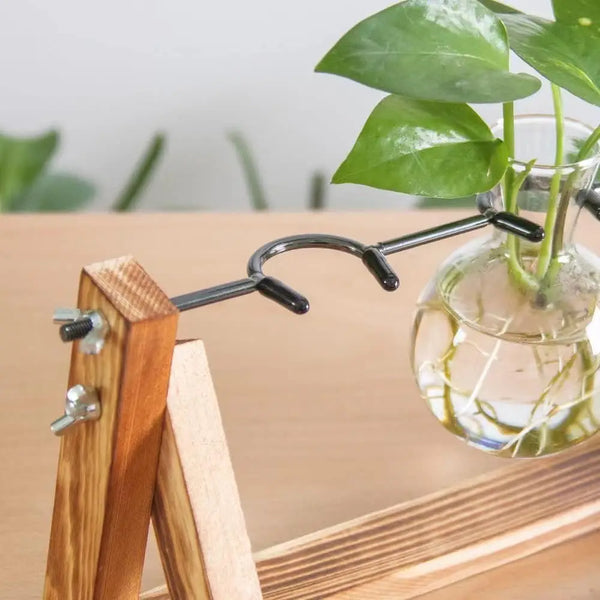 Flower/Green Plant Vietnam Propagation Stations with Pine Wood Stand Eco-Friendly Round