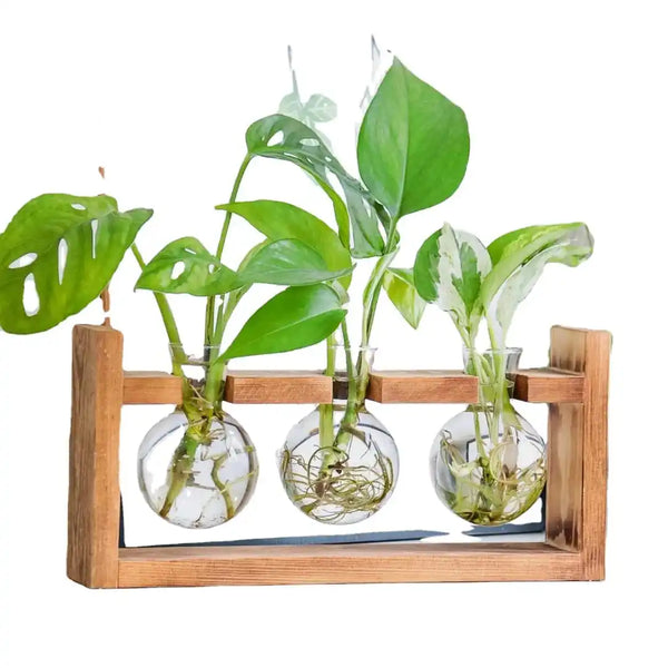 Triple Bulb Glass Propagation Station with Wood Stand Desktop Hydroponic Plant Terrarium