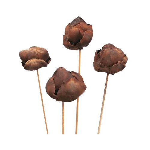 Dry Plant Botanical Pure Natural Material Tal Fruit Stick Dried Unscented Potpourri (Pack of 2)