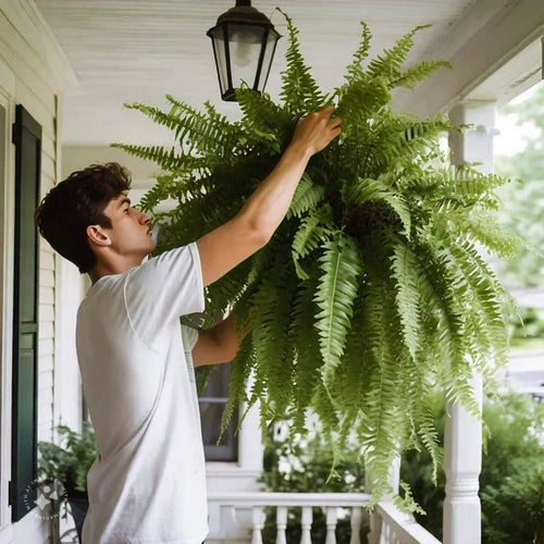 Decorative Artificial Boston Fern for Porch and Balcony Display