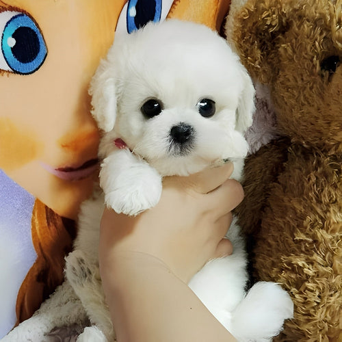Teddy Dog Plush Toy